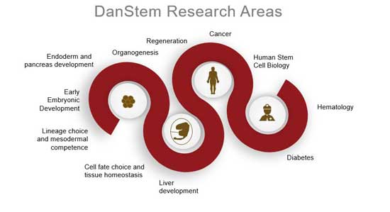 DanStem Research Areas 2020